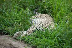 leopard (3 von 60).jpg